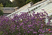 VERBENA BONARIENSIS AND GLASSHOUSES AT CLOVELLY COURT, DEVON