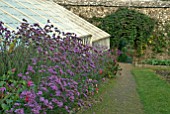 VERBENA BONARIENSIS AND GLASSHOUSES AT CLOVELLY COURT, DEVON