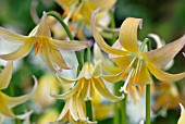 ERYTHRONIUM JOHANNAH