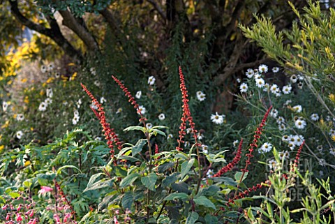 SALVIA_CONFERTIFLORA_IN_AUTUMN_BORDER_AT_CLOVELLY_COURT_DEVON