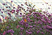 ROBIN ON VERBENA BONARIENSIS