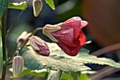 ABUTILON NABOB