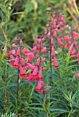 PENSTEMON GARNET