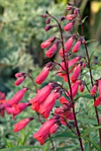 PENSTEMON GARNET