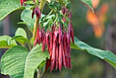 FUSCHIA SPECIES FLOWERS BEFORE OPENING