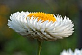 XEROCHRYSUM BRACTEATUM