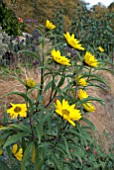 HELIANTHUS POSSIBLY MAXIMILIANI IN BORDER AT CLOVELLY COURT, DEVON