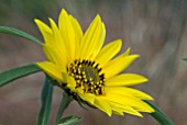 HELIANTHUS