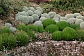 SANTOLINA ROSMARINIFOLIA PRIMROSE GEM, SANTOLINA CHAMAECYPARISSUS AND ERIGERON KARVINSKIANUS AT CLIFF HOUSE, DORSET