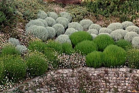 SANTOLINA_ROSMARINIFOLIA_PRIMROSE_GEM_SANTOLINA_CHAMAECYPARISSUS_AND_ERIGERON_KARVINSKIANUS_AT_CLIFF