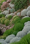 SANTOLINA ROSMARINIFOLIA PRIMROSE GEM, SANTOLINA CHAMAECYPARISSUS AND ERIGERON KARVINSKIANUS AT CLIFF HOUSE, DORSET