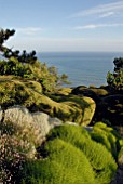 SANTOLINA ROSMARINIFOLIA PRIMROSE GEM, SANTOLINA CHAMAECYPARISSUS, LONICERA NITIDA AND ERIGERON KARVINSKIANUS AT CLIFF HOUSE, DORSET WITH VIEW OF SEA