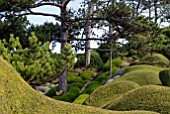 SANTOLINA ROSMARINIFOLIA PRIMROSE GEM, SANTOLINA CHAMAECYPARISSUS, SCOTS PINES AND LONICERA NITIDA  AT CLIFF HOUSE, DORSET