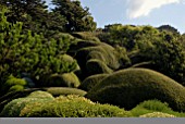 LONICERA NITIDA HEDGE AT CLIFF HOUSE, DORSET