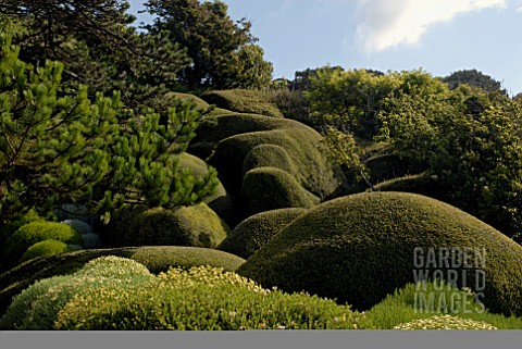 LONICERA_NITIDA_HEDGE_AT_CLIFF_HOUSE_DORSET