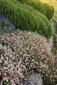 ERIGERON KARVINSKIANUS, ROSEMARY AND LAVENDER ON STONE WALL