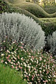 ERIGERON KARVINSKIANUS, SANTOLINA CHAMAECYPARISSUS AND LONICERA NITIDA AT CLIFF HOUSE DORSET