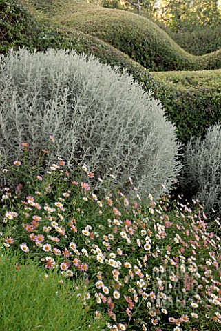 ERIGERON_KARVINSKIANUS_SANTOLINA_CHAMAECYPARISSUS_AND_LONICERA_NITIDA_AT_CLIFF_HOUSE_DORSET