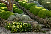 SANTOLINA ROSMARINIFOLIA PRIMROSE GEM, SANTOLINA CHAMAECYPARISSUS AND ERIGERON KARVINSKIANUS BY STEPS AT CLIFF HOUSE DORSET