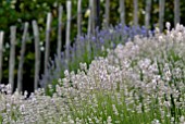 LAVANDULA ANGUSTIFOLIA COCONUT ICE