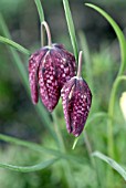 FRITILLARIA MELEAGRIS