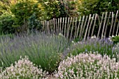 LAVANDULA ANGUSTIFOLIA COCONUT ICE PLUS OTHER LAVENDERS AT CLIFF HOUSE, DORSET