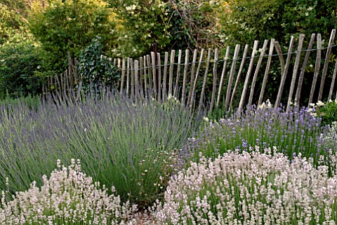 LAVANDULA_ANGUSTIFOLIA_COCONUT_ICE_PLUS_OTHER_LAVENDERS_AT_CLIFF_HOUSE_DORSET