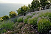 VARIOUS LAVENDERS AND ERIGERON KARVINSKIANUS AT CLIFF HOUSE, DORSET