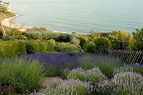 SEA_VIEW_WITH_VARIOUS_LAVENDERS_AT_CLIFF_HOUSE_DORSET