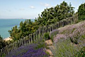 SEA VIEW WITH VARIOUS LAVENDERS AT CLIFF HOUSE, DORSET