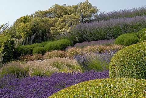 SLOPING_GARDEN_OF_DIFFERENT_LAVENDERS_AT_CLIFF_HOUSE_DORSET
