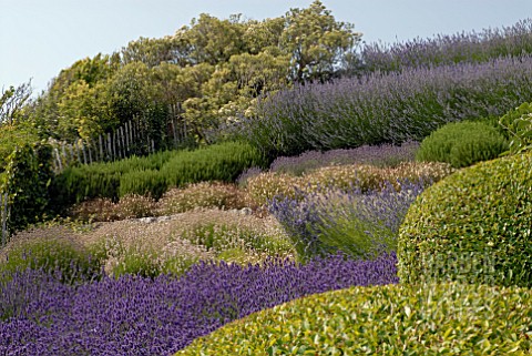 SLOPING_GARDEN_OF_DIFFERENT_LAVENDERS_AT_CLIFF_HOUSE_DORSET