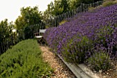 LAVANDULA ANGUSTIFOLIA HIDCOTE AT CLIFF HOUSE, DORSET