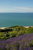 SEA VIEW WITH LAVANDULA ANGUSTIFOLIA HIDCOTE AT CLIFF HOUSE, DORSET