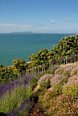 SEA VIEW WITH VARIOUS LAVENDERS AND ERIGERON KARVINSKIANUS AT CLIFF HOUSE, DORSET