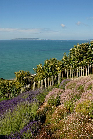 SEA_VIEW_WITH_VARIOUS_LAVENDERS_AND_ERIGERON_KARVINSKIANUS_AT_CLIFF_HOUSE_DORSET