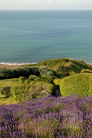 SEA_VIEW_WITH_LAVANDULA_ANGUSTIFOLIA_HIDCOTE_AND_PRIVET_HEDGES_AT_CLIFF_HOUSE_DORSET