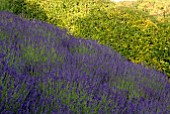 LAVANDULA ANGUSTIFOLIA HIDCOTE AND PRIVET HEDGE AT CLIFF HOUSE, DORSET