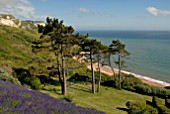 LAVANDULA AND PINUS SYLVESTRIS AT CLIFF HOUSE, DORSET