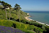 SEA VIEW WITH LAVANDULA AND PINUS SYLVESTRIS AT CLIFF HOUSE, DORSET
