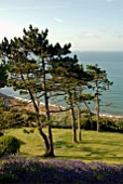 SEA VIEW WITH LAVANDULA AND PINUS SYLVESTRIS AT CLIFF HOUSE, DORSET