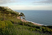 SEA VIEW WITH LAVANDULA AND PINUS SYLVESTRIS AT CLIFF HOUSE, DORSET