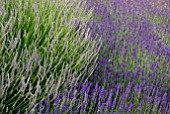 LAVANDULA X INTERMEDIA GROSSO AND LAVANDULA ANGUSTIFOLIA HIDCOTE