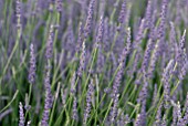 LAVANDULA X INTERMEDIA GROSSO FLOWER CLOSE-UP