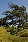 PINUS SYLVESTRIS AND LONICERA NITIDA HEDGE AT CLIFF HOUSE, DORSET