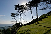 PINUS SYLVESTRIS AT CLIFF HOUSE, DORSET