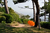 PINUS SYLVESTRIS AND ORANGE UMBRELLA AT CLIFF HOUSE, DORSET