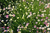 ERIGERON KARVINSKIANUS AND SANTOLINA ROSMARINIFOLIA