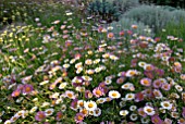 ERIGERON KARVINSKIANUS