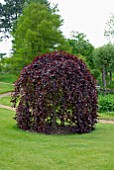 FAGUS SYLVATICA PURPUREA PENDULA